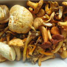Wild Mushroom Foraging with Finn Melia - Sunday 3rd September 2023